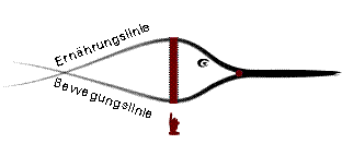 Die Kontur des Schwertfisches