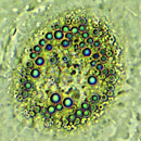 Fettzellen im Körper - Foto: Uni Graz