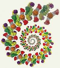 Künstlerische Darstellung der zyklischen Fettsäure-Herstellung durch die Fettsäure-Synthase der Säugetiere