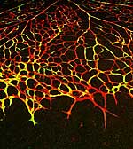 Ein Netzwerk aus Blutgefäßen
