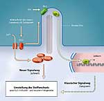 Die Bindung von Sonig Hedgehog (Shh) an seinen Rezeptor Patched (Ptch) Die Bindung von Sonig Hedgehog (Shh) an seinen Rezeptor Patched (Ptch)