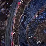 Mikroskopische Aufnahme der Netzhaut von Mäusen Mikroskopische Aufnahme der Netzhaut von Mäusen