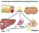 chaubild zu den Auswirkungen von gesättigten Fettsäuren chaubild zu den Auswirkungen von gesättigten Fettsäuren