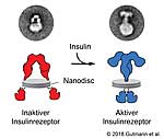 So funktioniert der Insulinrezeptor So funktioniert der Insulinrezeptor