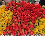 Tulpen auf Markt in Berlin