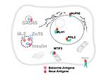 Grafische Darstellung einer Betazelle im Pankreas mit Autoantigenen Grafische Darstellung einer Betazelle im Pankreas mit Autoantigenen