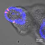 Repräsentatives immunfluoreszenzmikrosokopisches Bild von Kolonorganoiden von Mäusen nach einer 7-tägigen Inkubation mit hitzeinaktivierten Zellen von Clostridium ramosum Repräsentatives immunfluoreszenzmikrosokopisches Bild von Kolonorganoiden von Mäusen nach einer 7-tägigen Inkubation mit hitzeinaktivierten Zellen von Clostridium ramosum