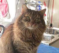 Zufrieden schnurren bis ins hohe Alter konnte auch Dimi, ein ehemaliger Webkater des Diabetes-Portals DiabSite.