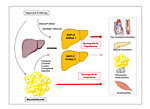 Rolle der Hepatokine bei der Identifizierung von Subtypen. Rolle der Hepatokine bei der Identifizierung von Subtypen.
