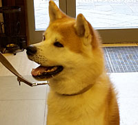 Übergewichtigen Katzen und Hunden drohen Diabetes und andere Krankheiten.