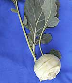 Kohlrabi