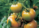 Tomaten